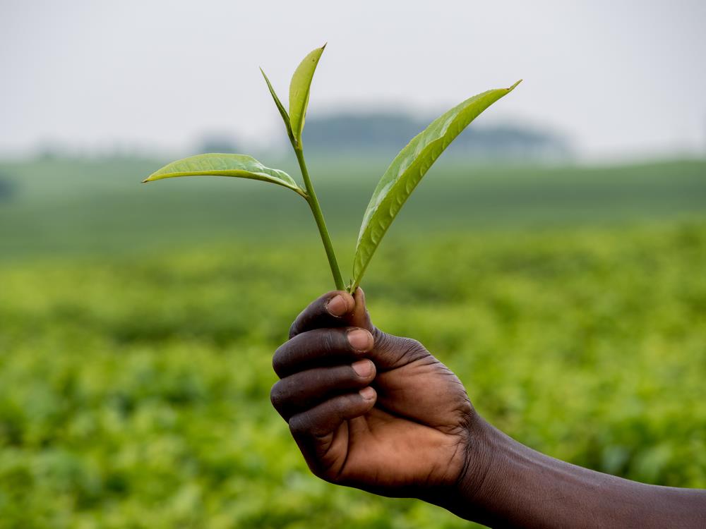 Articles : Nouveau produit